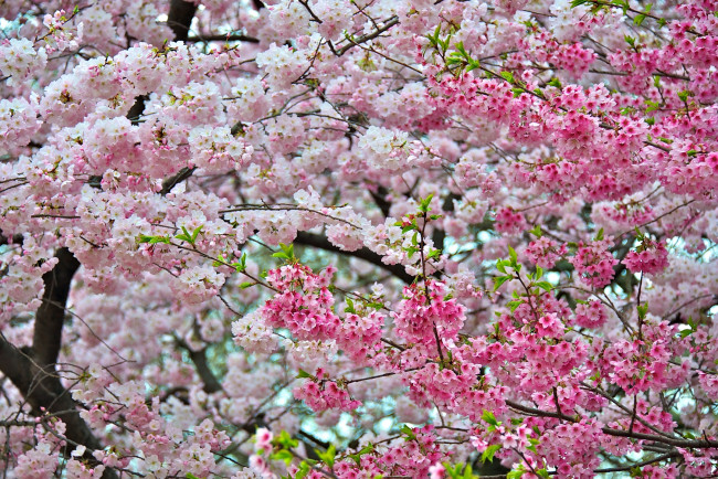 Обои картинки фото цветы, сакура, вишня, розовый, весна