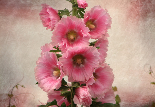 Обои картинки фото цветы, мальвы, розовый