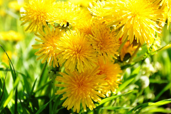 Картинка цветы одуванчики желтый