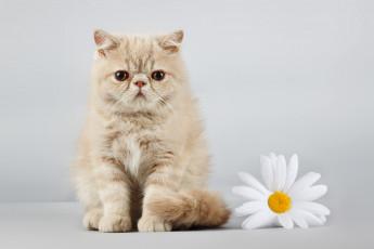 Картинка животные коты ромашка