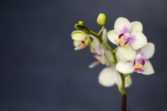 Картинка цветы орхидеи макро ветка лепестки