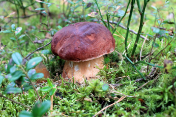 Картинка природа грибы боровик