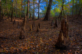 Картинка природа лес листва пни