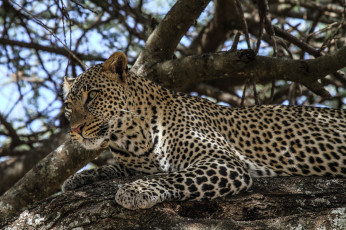 Картинка животные леопарды пятна хищник отдых ветка дерево