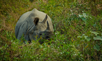Картинка животные носороги рог заросли