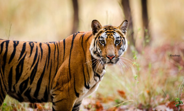 Картинка животные тигры полоски морда кошка бенгальский