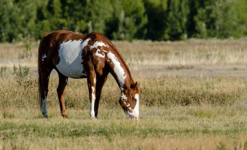 Картинка животные лошади луг конь пастбище
