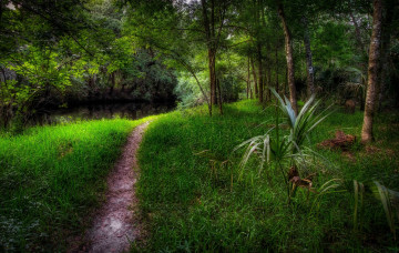 Картинка природа дороги тропа трава лес