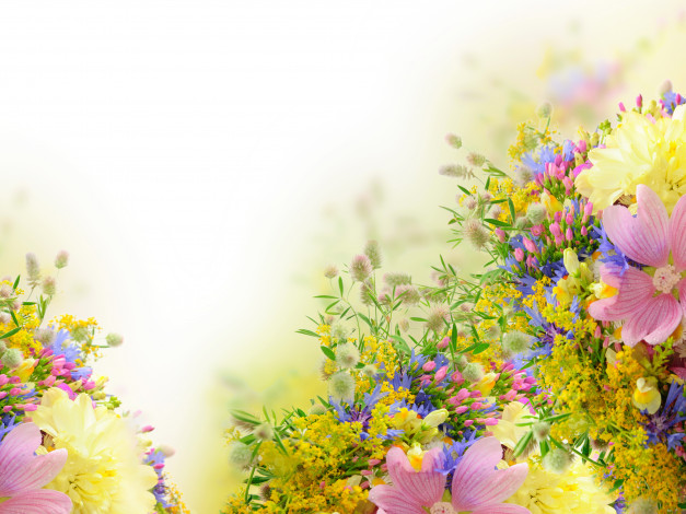 Обои картинки фото цветы, разные вместе, васильки, пионы, мимозы, ромашки, тюльпаны