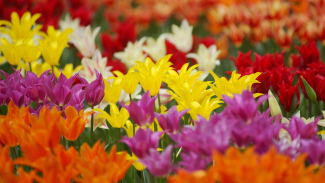Обои картинки фото цветы, тюльпаны, разноцветные, поле