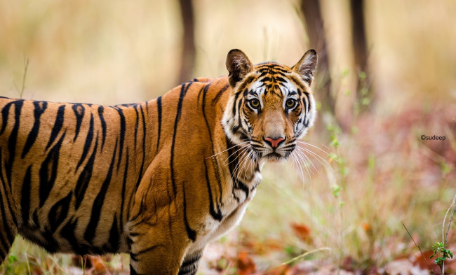 Обои картинки фото животные, тигры, полоски, морда, кошка, бенгальский