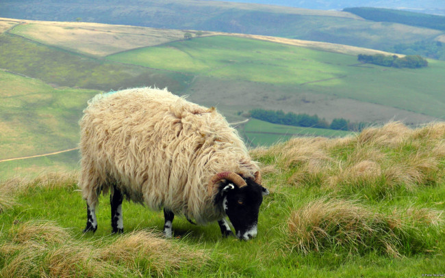 Обои картинки фото животные, овцы,  бараны, овечка