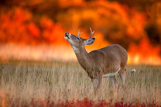 Обои картинки фото животные, олени, дикая, природа, осень, олень