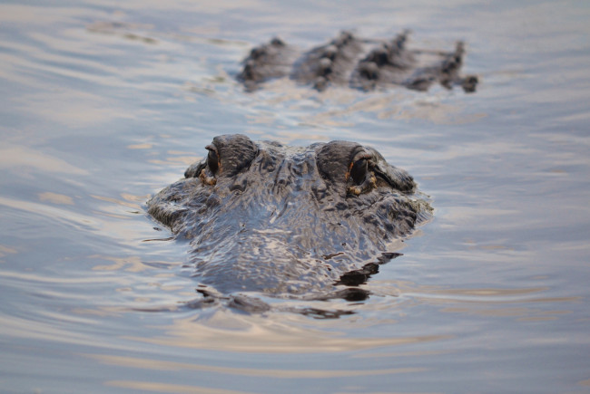 Обои картинки фото животные, крокодилы, вода, глаза, аллигатор