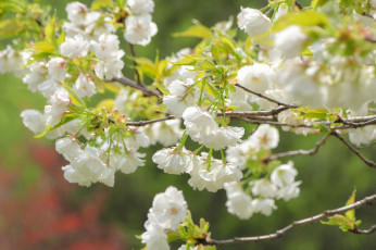 Картинка цветы сакура +вишня вишня ветки цветение цветки макро весна