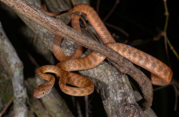 Картинка brown+tree+snake животные змеи +питоны +кобры змея