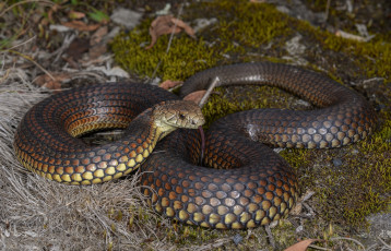 Картинка highland+copperhead животные змеи +питоны +кобры змея