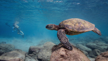 Картинка животные Черепахи черепаха океан
