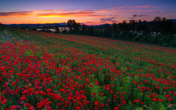 Картинка цветы маки spain испания поле закат