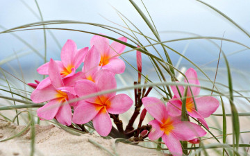 обоя цветы, плюмерия, песок, розовый