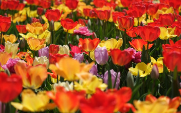 Картинка цветы тюльпаны бутоны разноцветные много