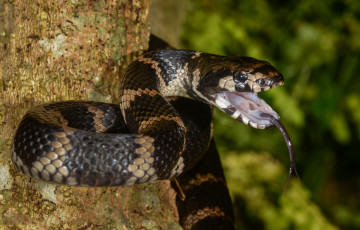 Картинка stephen`s+banded+snake животные змеи +питоны +кобры змея