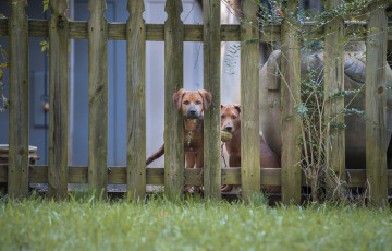 Картинка животные собаки две забор