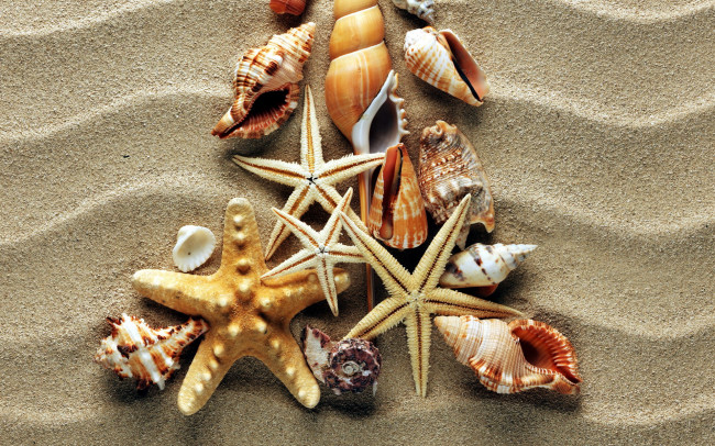 Обои картинки фото разное, ракушки,  кораллы,  декоративные и spa-камни, ракушка, морская, звезда, раковина