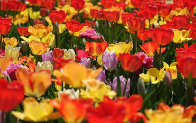 Обои картинки фото цветы, тюльпаны, бутоны, разноцветные, много