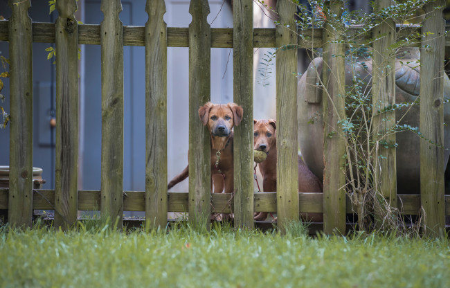 Обои картинки фото животные, собаки, две, забор