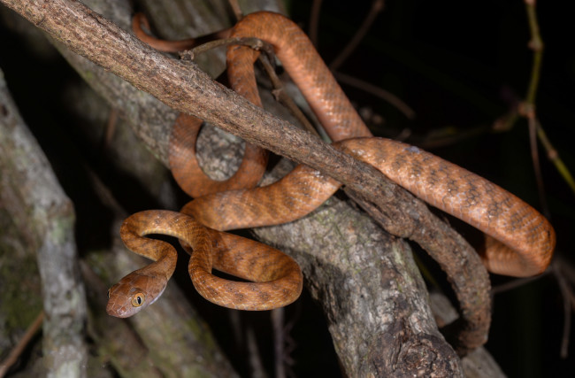 Обои картинки фото brown tree snake, животные, змеи,  питоны,  кобры, змея