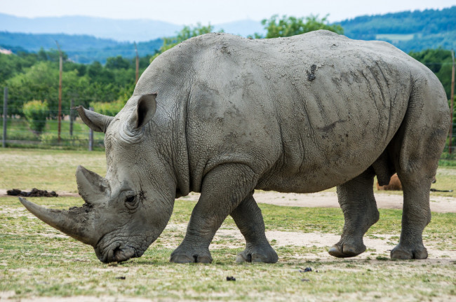 Обои картинки фото животные, носороги, двурогий, носорог