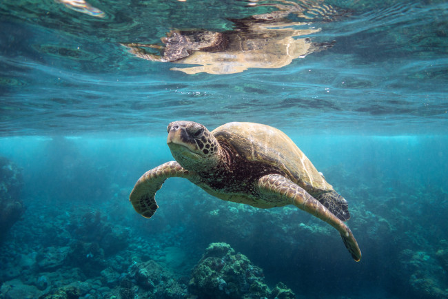 Обои картинки фото животные, Черепахи, океан, черепаха