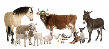 Картинка животные разные+вместе куры ослик корова лошадь