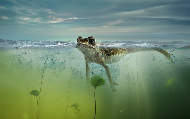 Обои картинки фото животные, лягушки, лягушка, трава, вода, ракурс, небо, пузыри