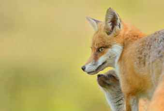 Картинка животные лисы лиса окрас взгляд рыжик животное
