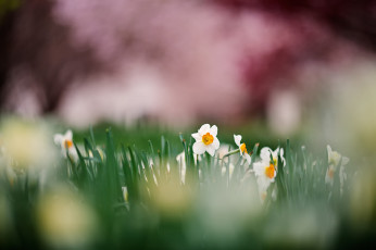 Картинка цветы нарциссы цветение лепестки весна