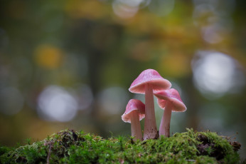 Картинка природа грибы мох лес рост