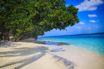 Картинка природа тропики море пляж пальмы вода красота