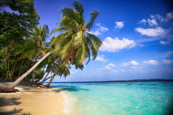 Картинка природа тропики пальмы красота вода пляж море