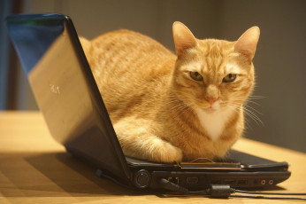 Картинка животные коты заценил электроника техника помещение взгляд информационные технологии гаджет стена кот рыжий ноутбук сидит стол на ноуте выкачивает инфу серьезный кошка портрет очаровашка