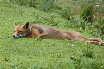 Картинка животные лисы опасна шерсть окрас лиса