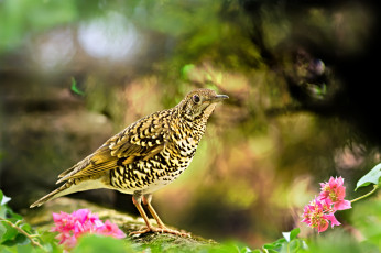 Картинка животные птицы птица окрас взгляд цветы фон