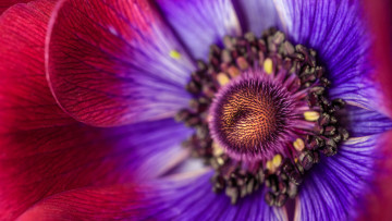Картинка цветы анемоны +сон-трава анемона лепестки внутри цветка тычинки цветок композиция макро