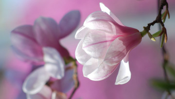 Картинка цветы магнолии бутоны весна цветение лепестки розовый цветок природа фон магнолия цветки