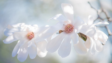 Картинка цветы магнолии весна трио лепестки белые кустарник светлый светло фон нежно свет магнолия ветка цветки бутоны изящно цветение красота