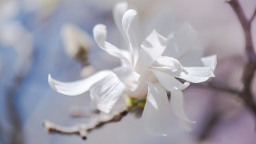 Картинка цветы магнолии весна ветки изящно лепестки флора белые бутоны цветение светло нежно свет магнолия цветки красота