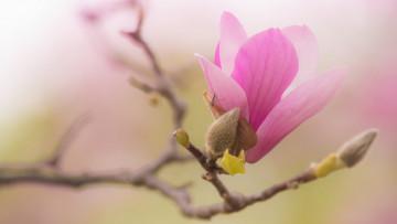 Картинка цветы магнолии весна ветки розовые изящно насекомое лепестки бутоны цветение фон нежно зеленый магнолия красота цветки