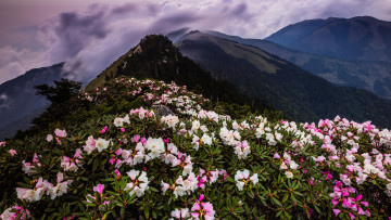 Картинка природа горы цветы склон рододендроны вечер дымка цветение холмы облака вершины вид пейзаж весна лес высота туман кусты