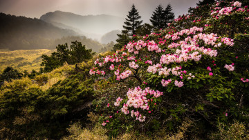 Картинка природа горы цветы склон туман цветение ели рододендроны кусты пасмурно зелень холмы растительность пейзаж весна